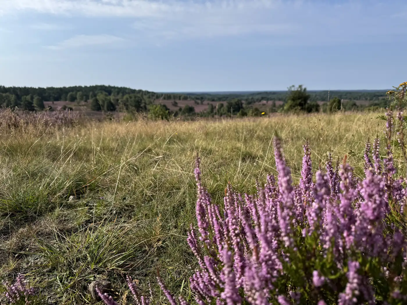Blühende Heidelandschaft in der Lüneburger Heide