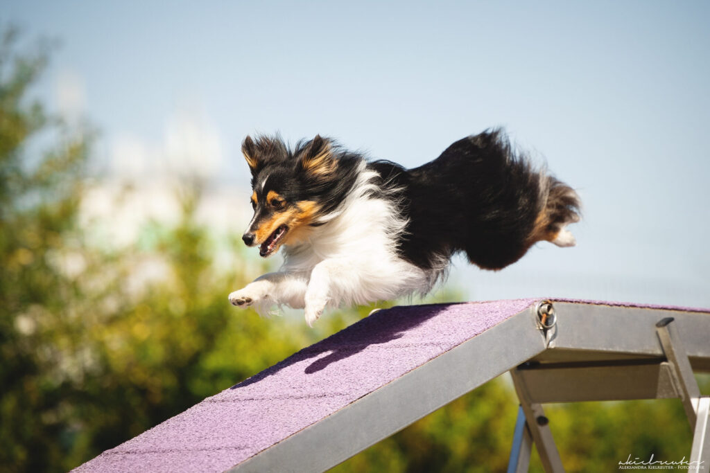 Sheltie beim Laufkontakt am Steg