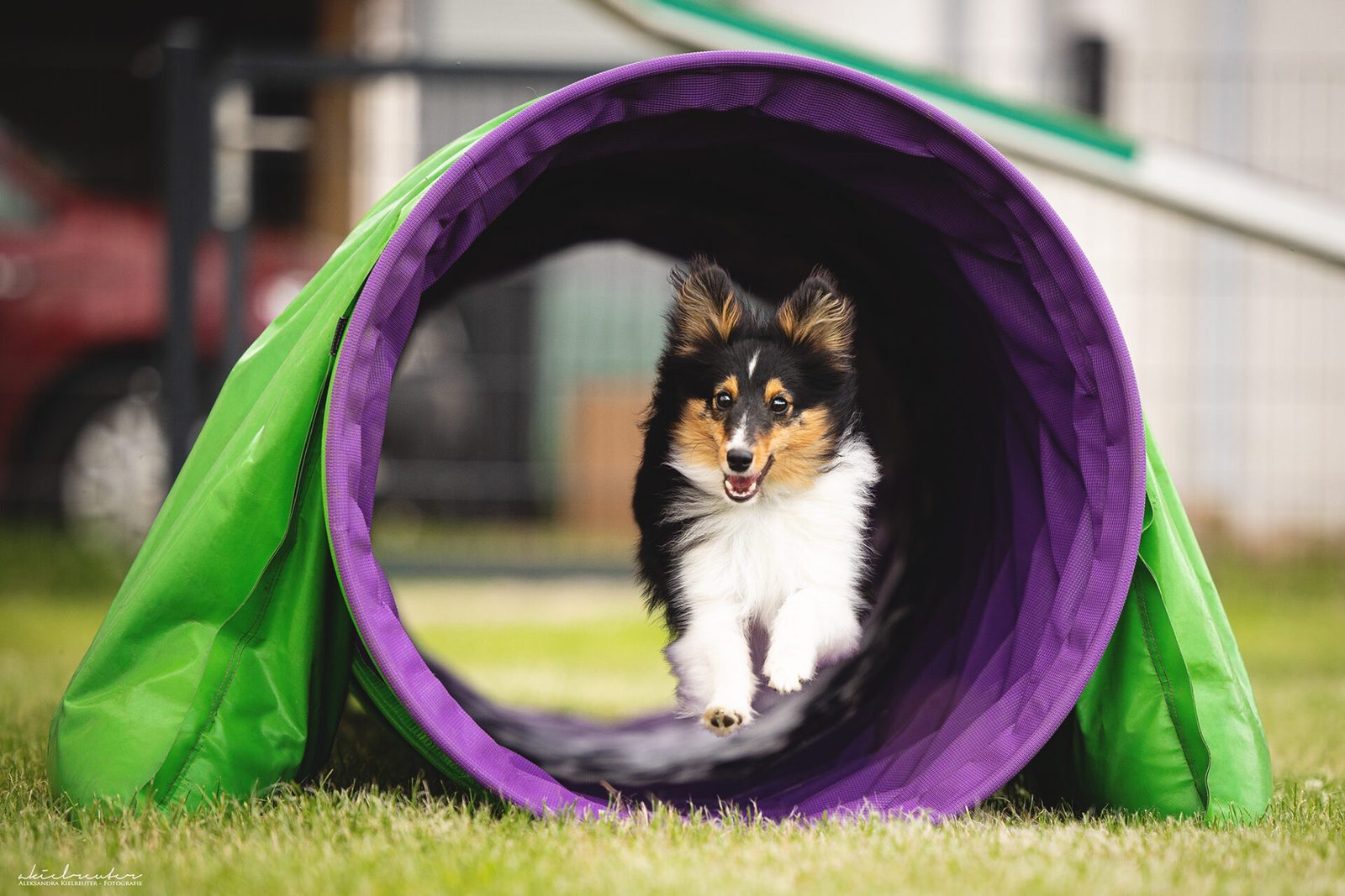 Sheltie kommt aus dem Tunnel