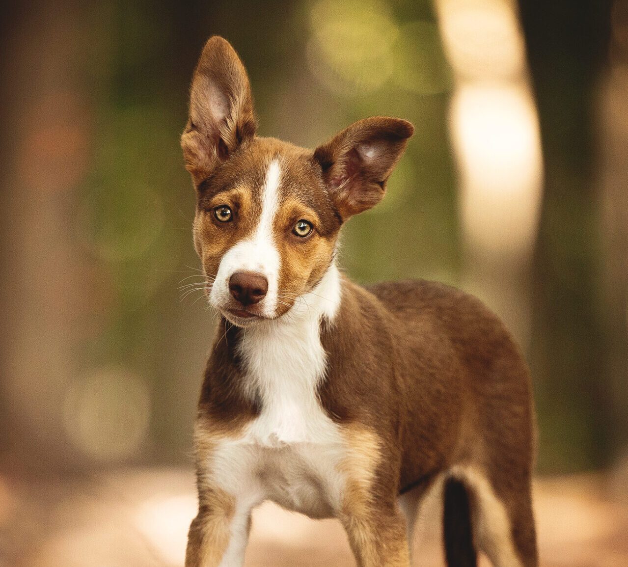 Junger Hund schaut in die Kamera