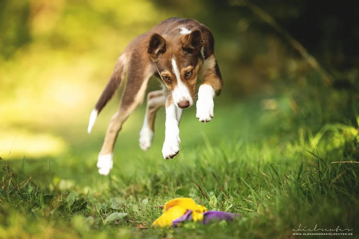 Junghund springt auf ein Spielzeug zu