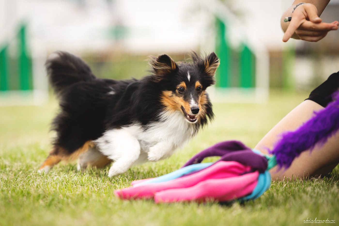 Sheltie spielt mit einem Zergel beim Triebaufbau