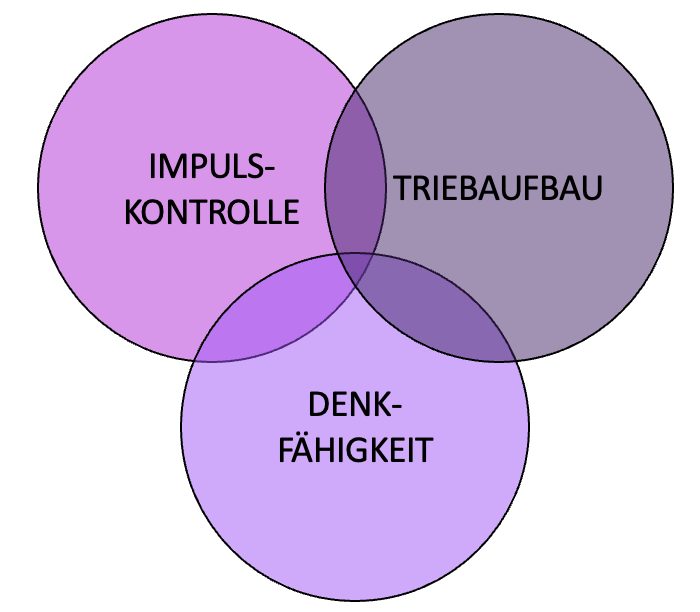 Grafik mit drei sich überschneidenden Kreisen: Impulskontrolle, Triebaufbau, Denkfähigkeit