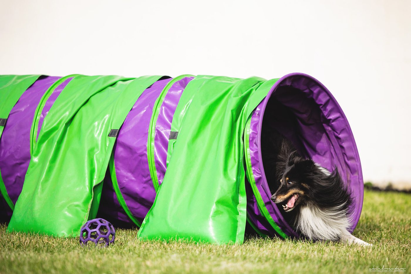 Sheltie läuft fokussiert auf einen Tunnel zu