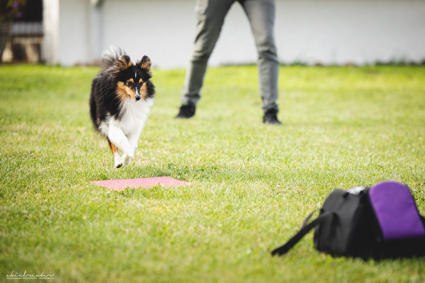 Sheltie fokussiert einen Futterautomaten als Zielpunkt