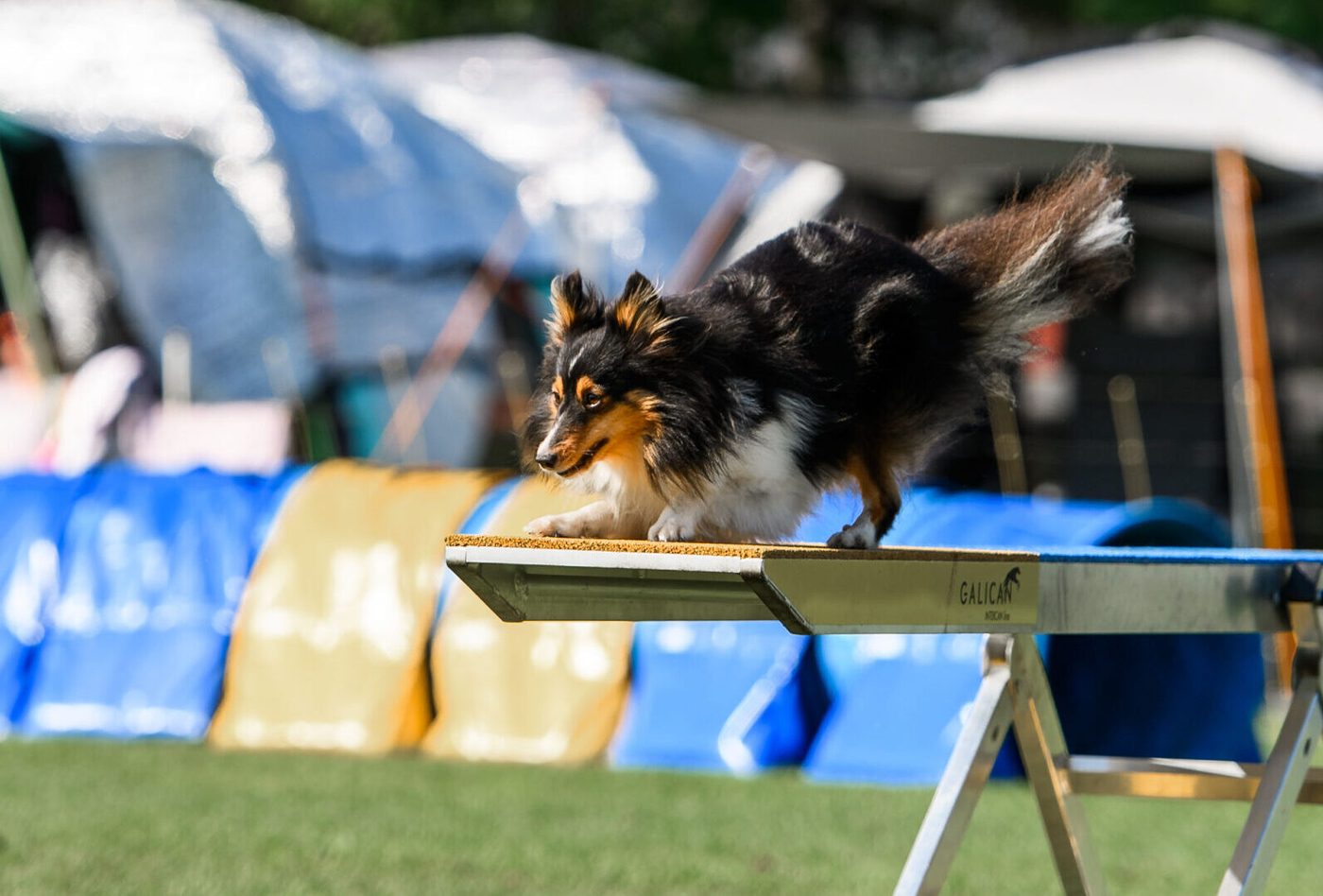 Sheltie auf der Wippe beim Turnier
