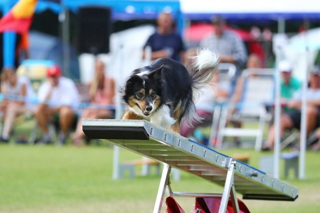 Border Collie auf der Wippe beim Turnier
