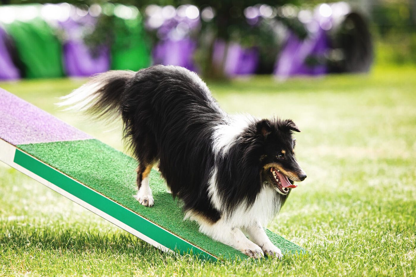 Sheltie verbeugt sich auf der Wippe