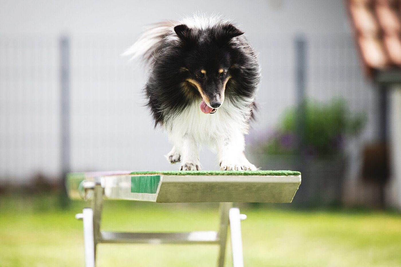 Sheltie läuft über die Wippe