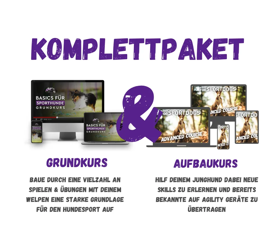 Basics für Sporthunde 2.0 Bundle, Onlinekurs von Anna Hinze