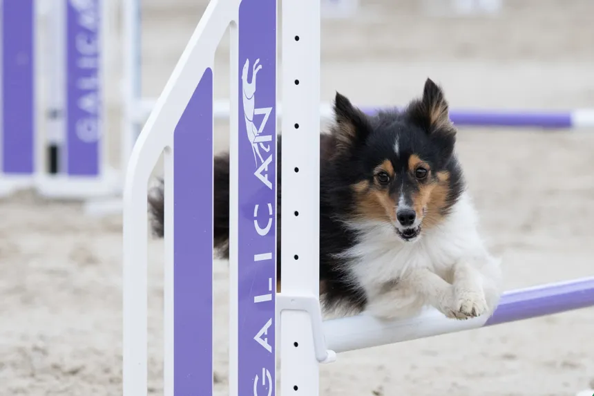 Not Yet Instead of Fail: What Growth Mindset Really Means in Dog Training