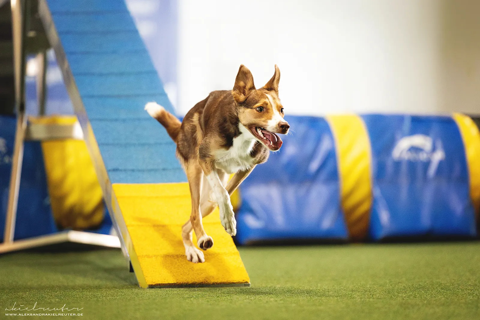Kennen vs. Können: Warum dein Hund den Skill kennt, aber nicht kann