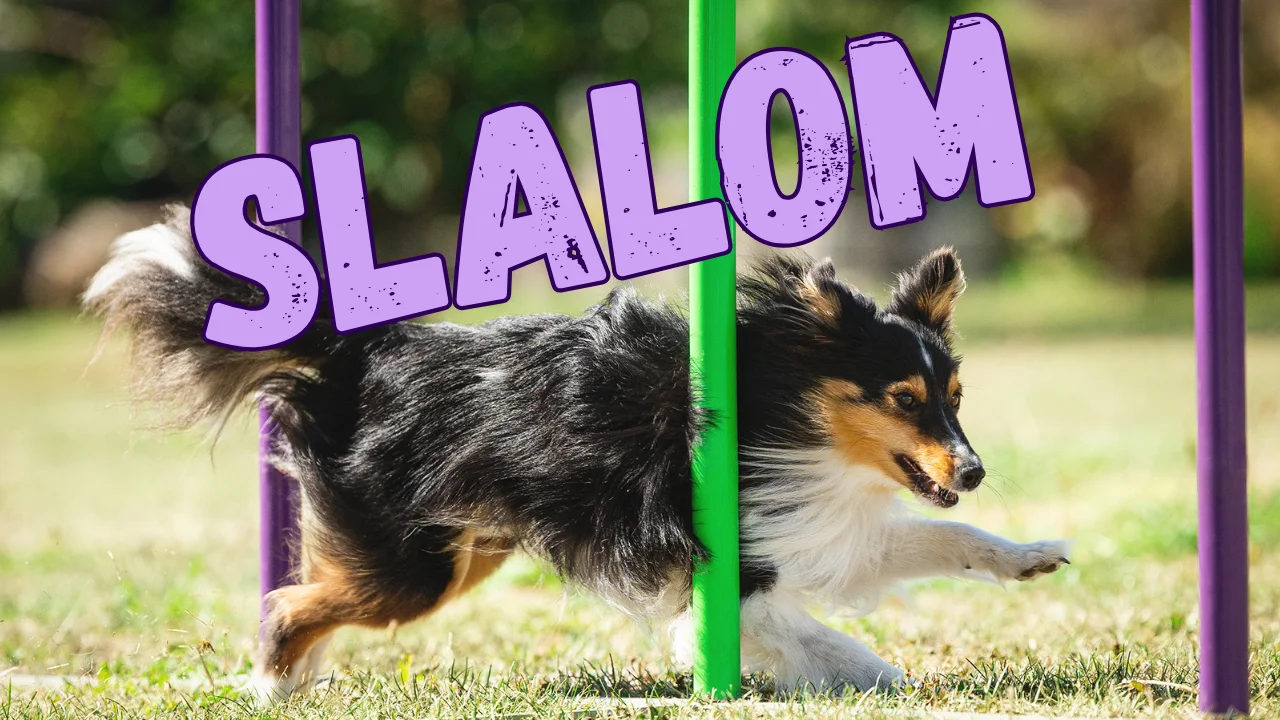 Skill Building: Slalom, Onlinekurs von Anna Hinze