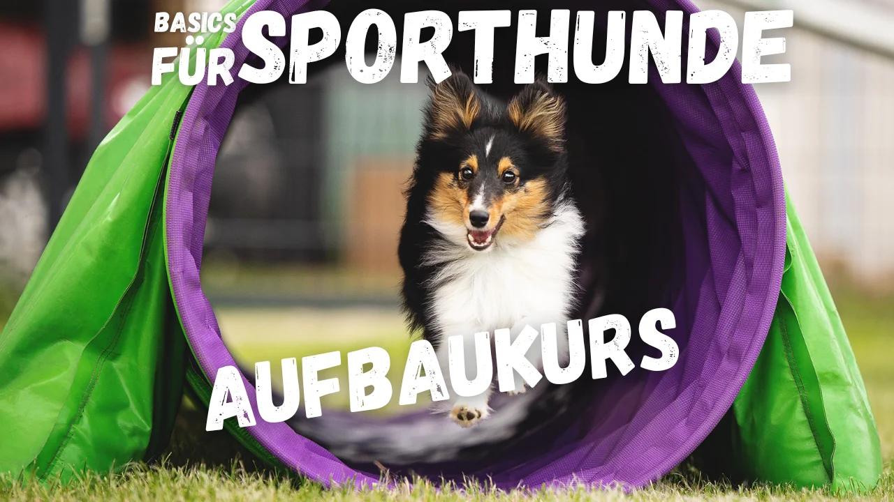 Basics für Sporthunde 2.0 Aufbaukurs, Onlinekurs von Anna Hinze