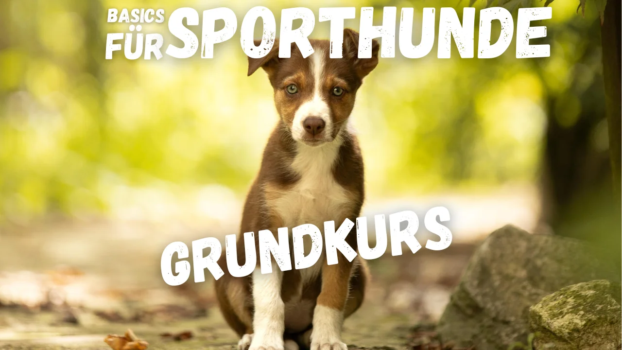 Basics für Sporthunde 2.0 Grundkurs, Onlinekurs von Anna Hinze