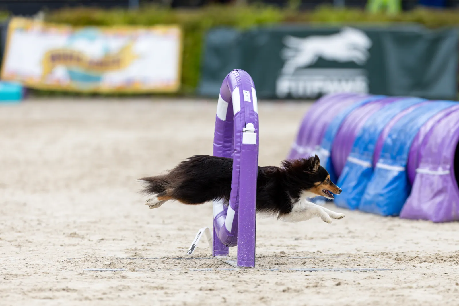 Sheltie springt durch den Reifen, dahinter ein Tunnel