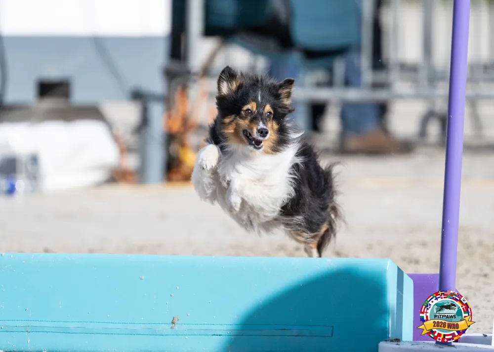 Sheltie springt mit Blick nach vorn über das Hindernis