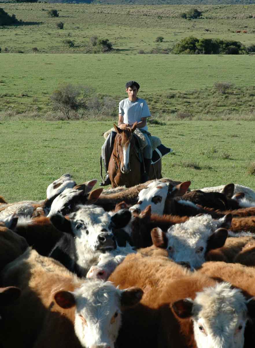 Paseos a Caballo