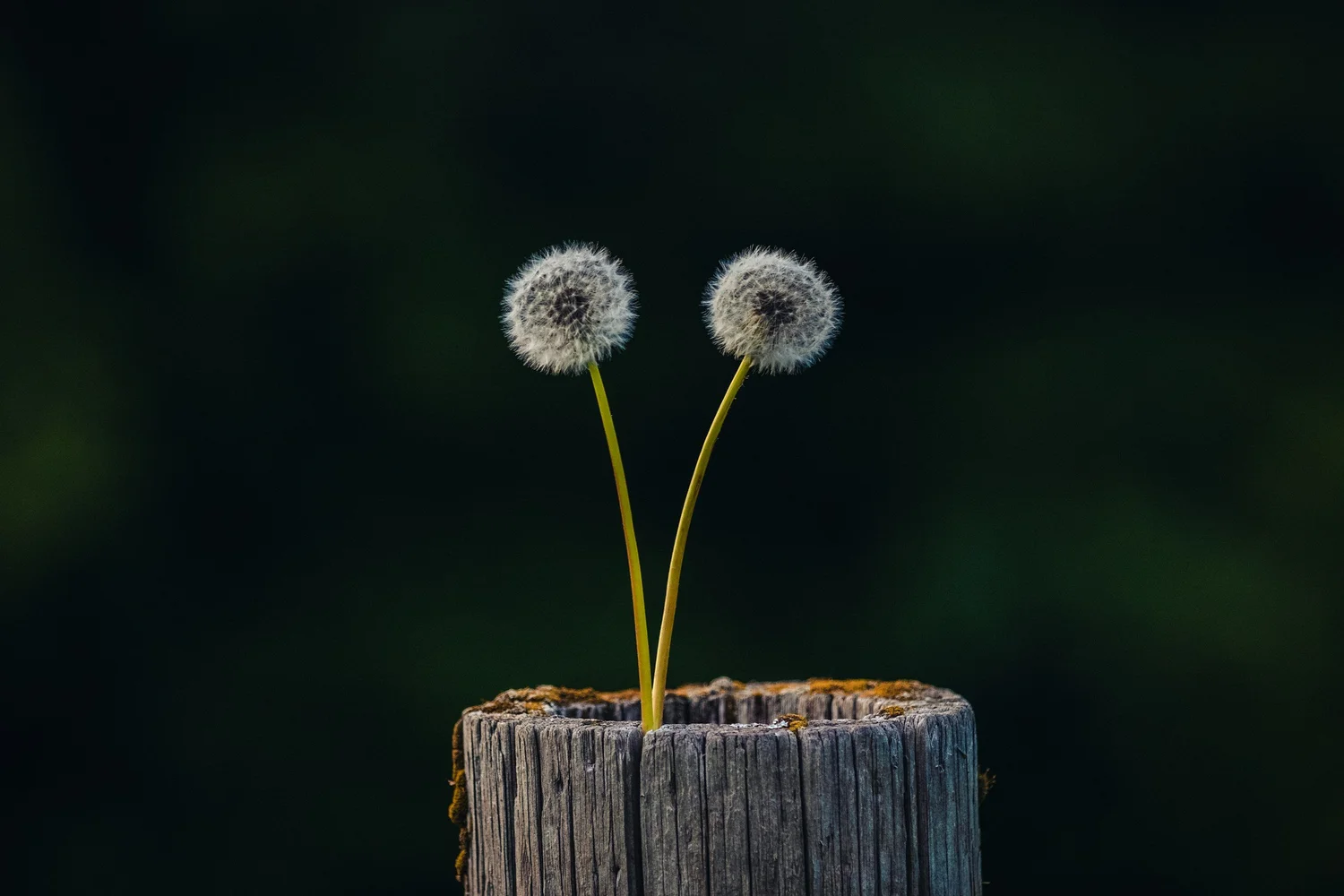 Two dandelion seed heads on thin stems rising from the top of a weathered wooden post