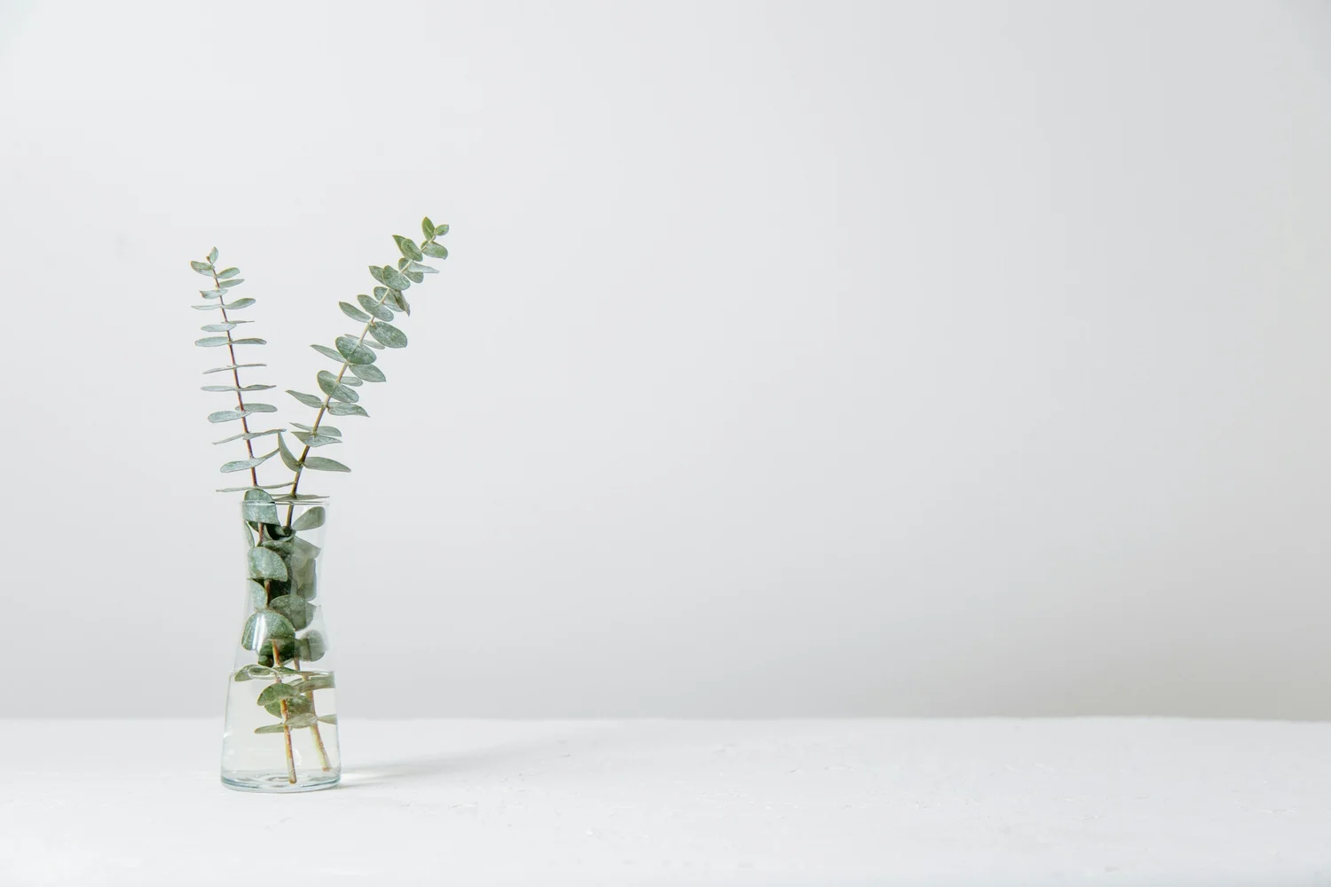 Two green leafy stems in a small glass vase of water on a white surface against a white wall