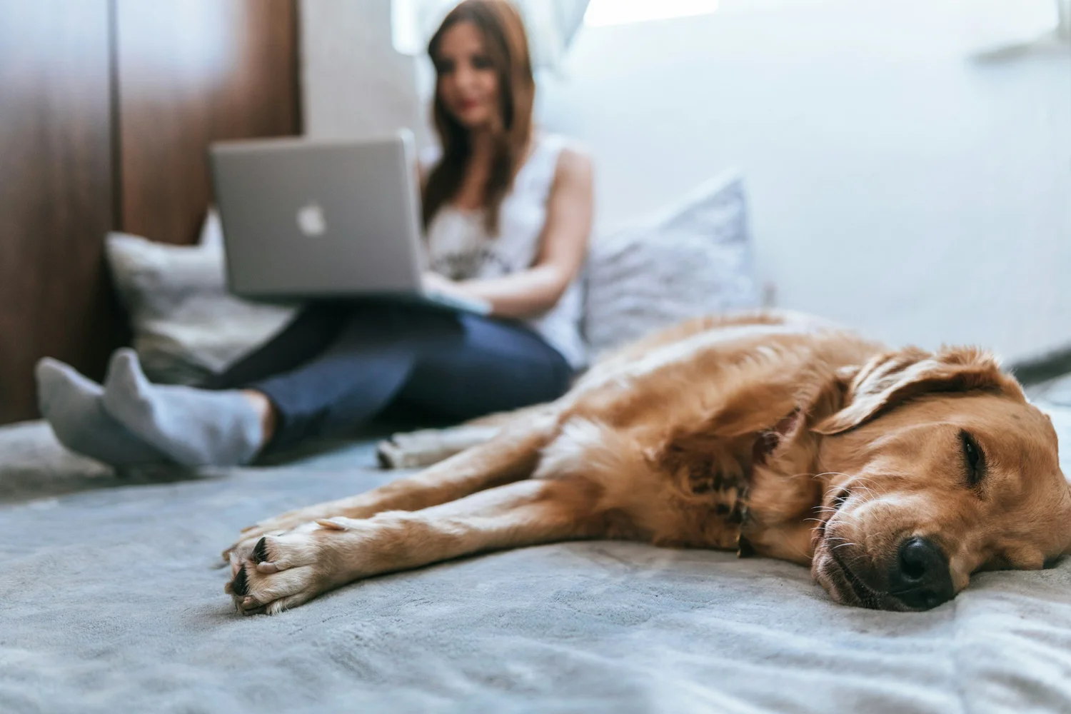 A dog lying with eyes closed on a bed while a person behind it uses a laptop