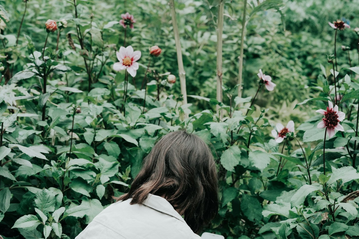 A person seen from behind, surrounded by tall green plants and pink flowers