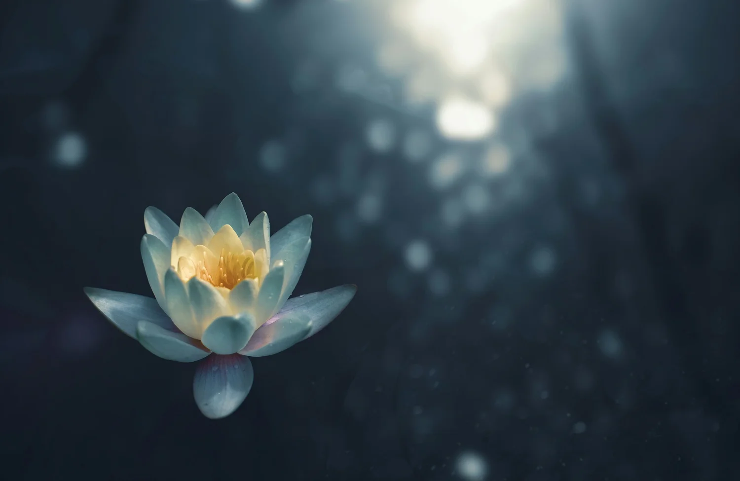 Pale water lily with a glowing yellow center against a dark blue background with soft spots of light