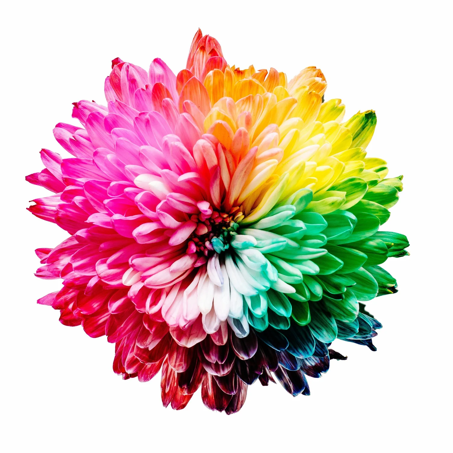 Round flower with petals shading from pink and red through orange, yellow, green and blue on white