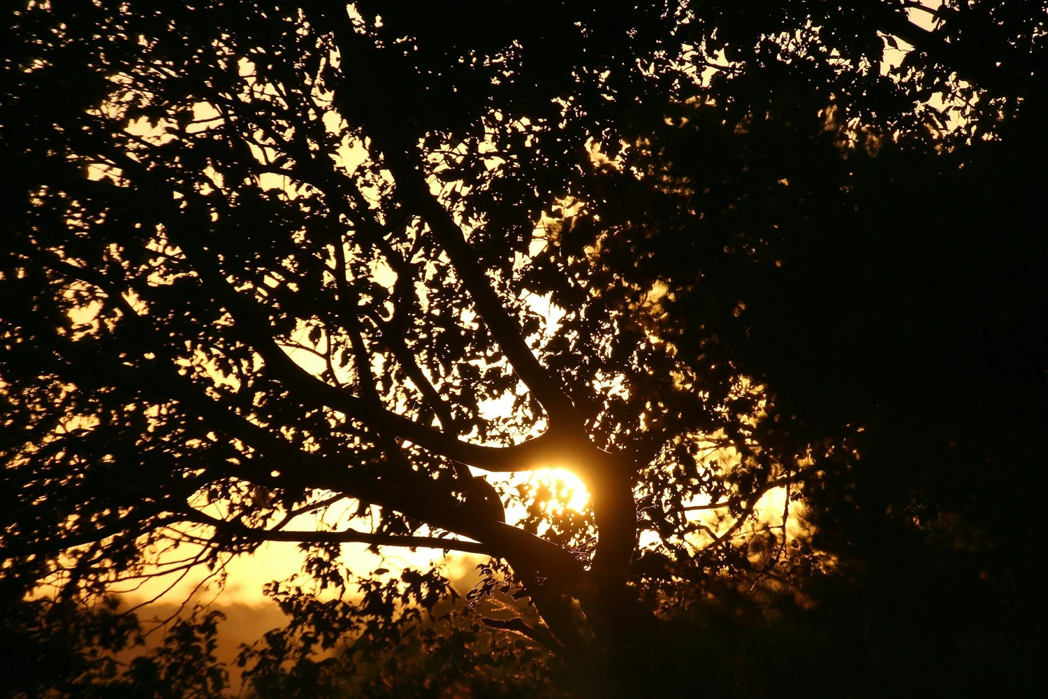 Silhouetted tree branches and leaves with a low golden sun shining through