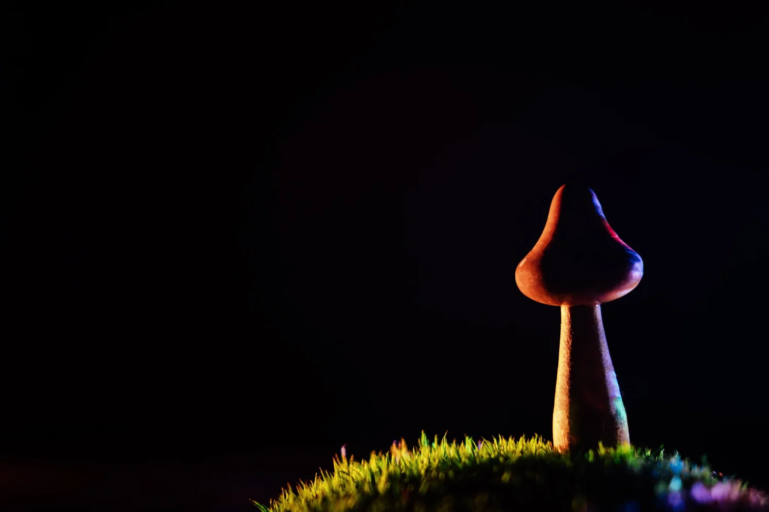 Small mushroom on a mound of moss, lit with colored light against a black background