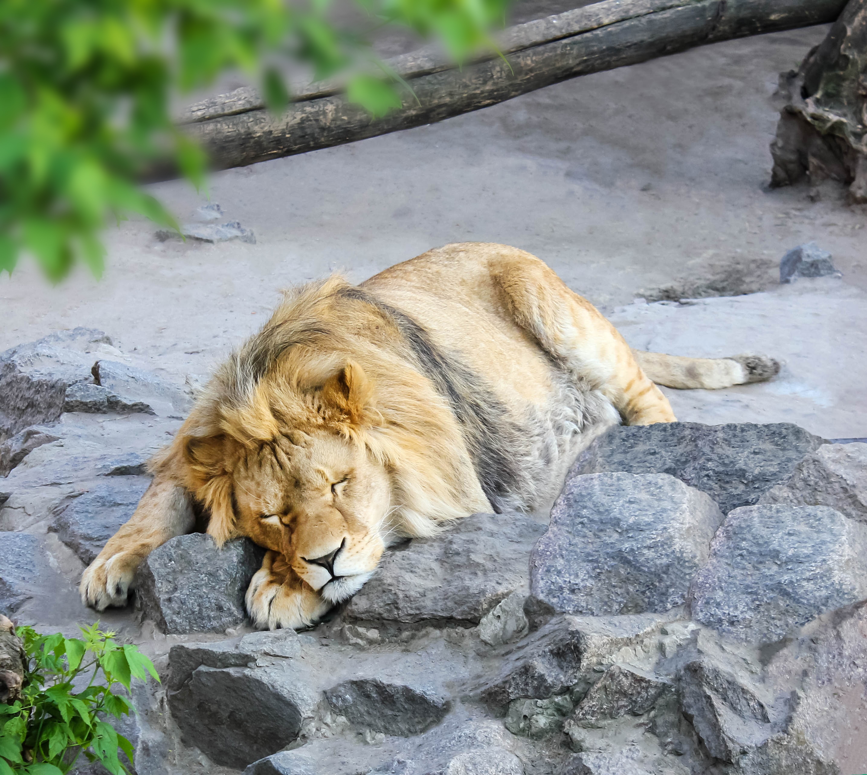 Dallas Zoo