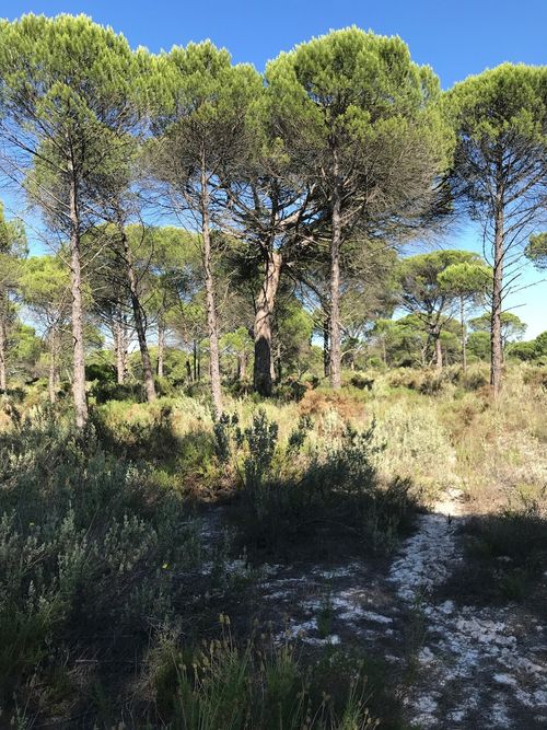 Dense, mature pine forest landscape demonstrating the complete boundary privacy of the building plot in Muda.