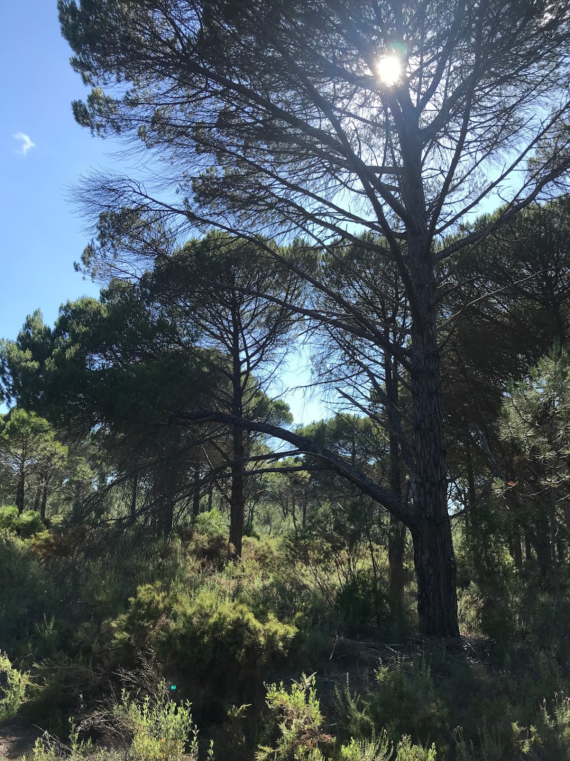 Cleared, sun-drenched clearing amidst pine trees on the Muda estate, marking the approved site for the contemporary 483sqm villa construction.