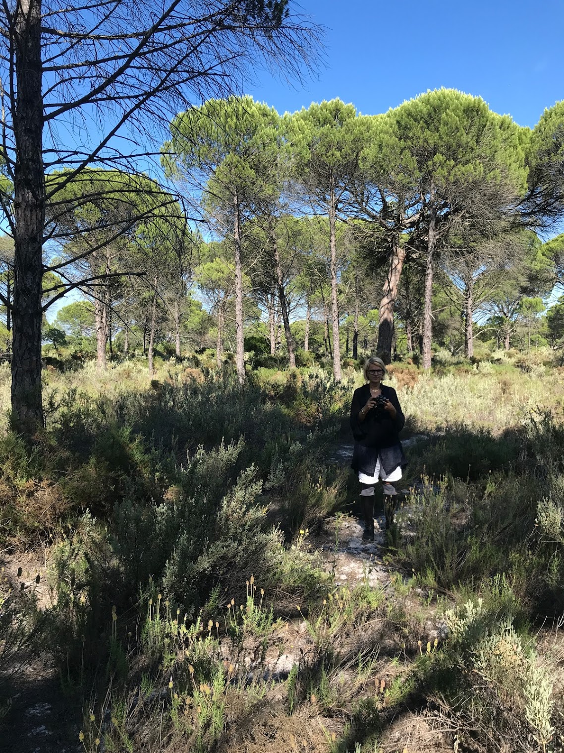 Vast 9.15-hectare private plot of land covered in old-growth pine trees and golden sand dunes in Muda, Comporta, Portugal.