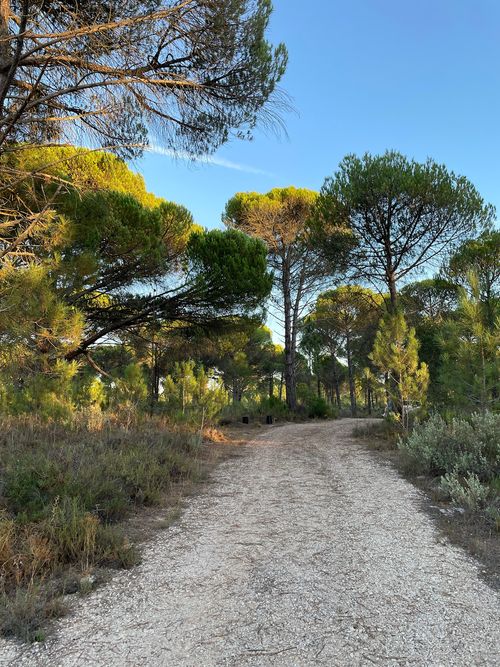 The 200-meter private fenced access road leading from the main estate entrance gates to the approved villa building site in Muda, Comporta.