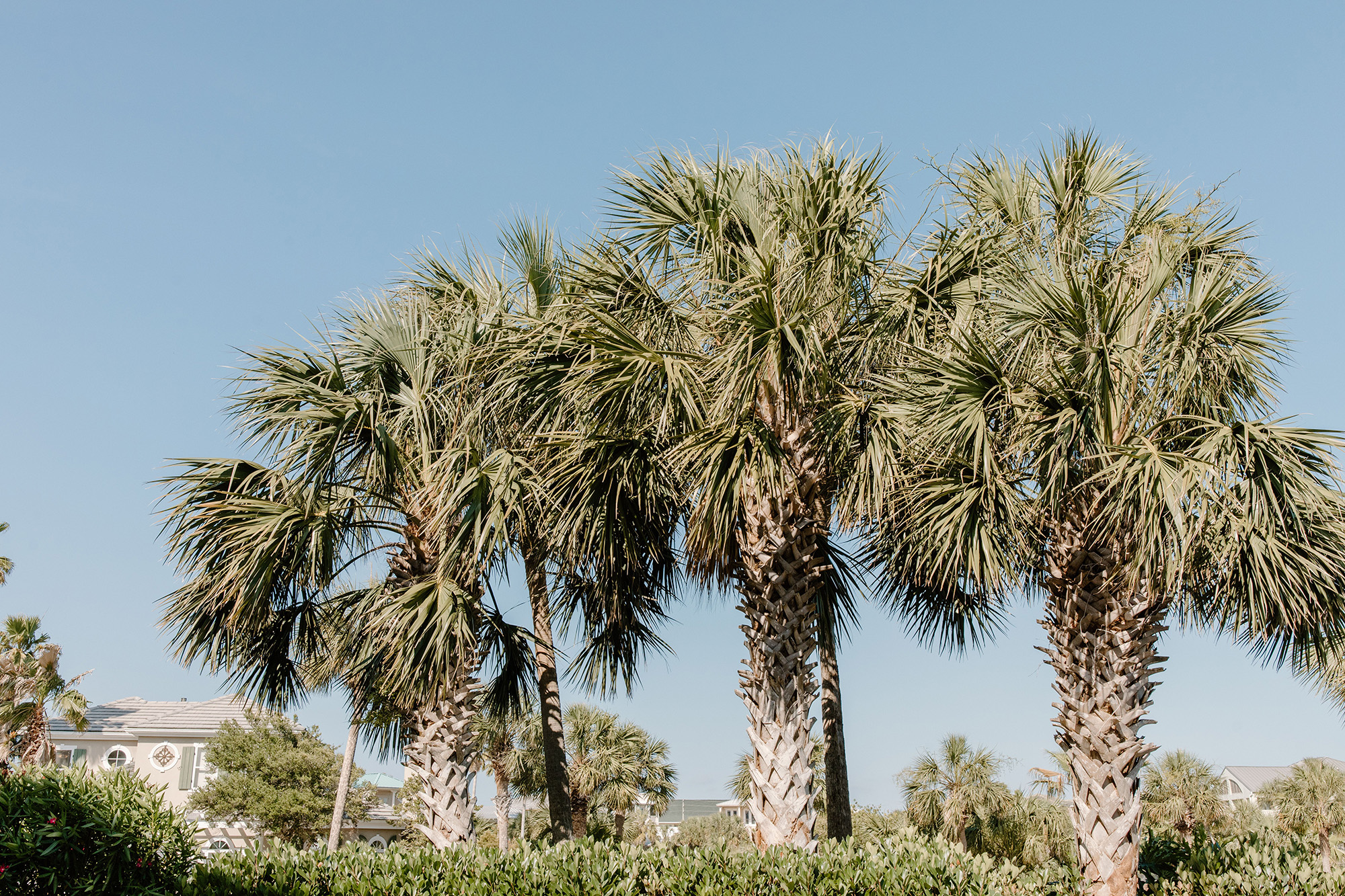 Row of palm trees against a clear blue sky