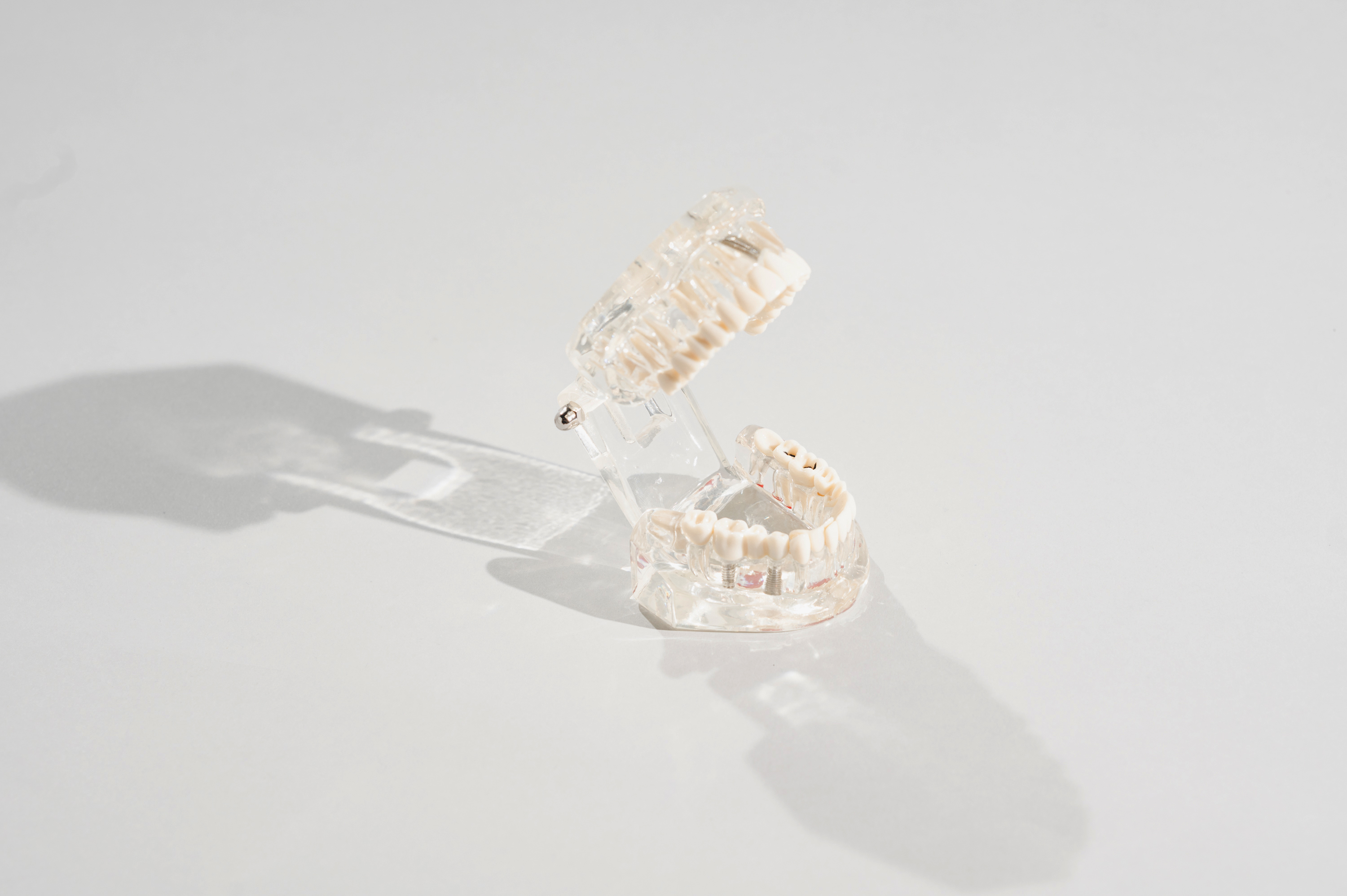 Dental model over light gray background