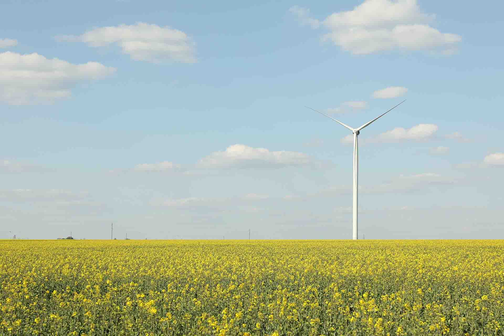 Rapeseed Canola field wind turbine