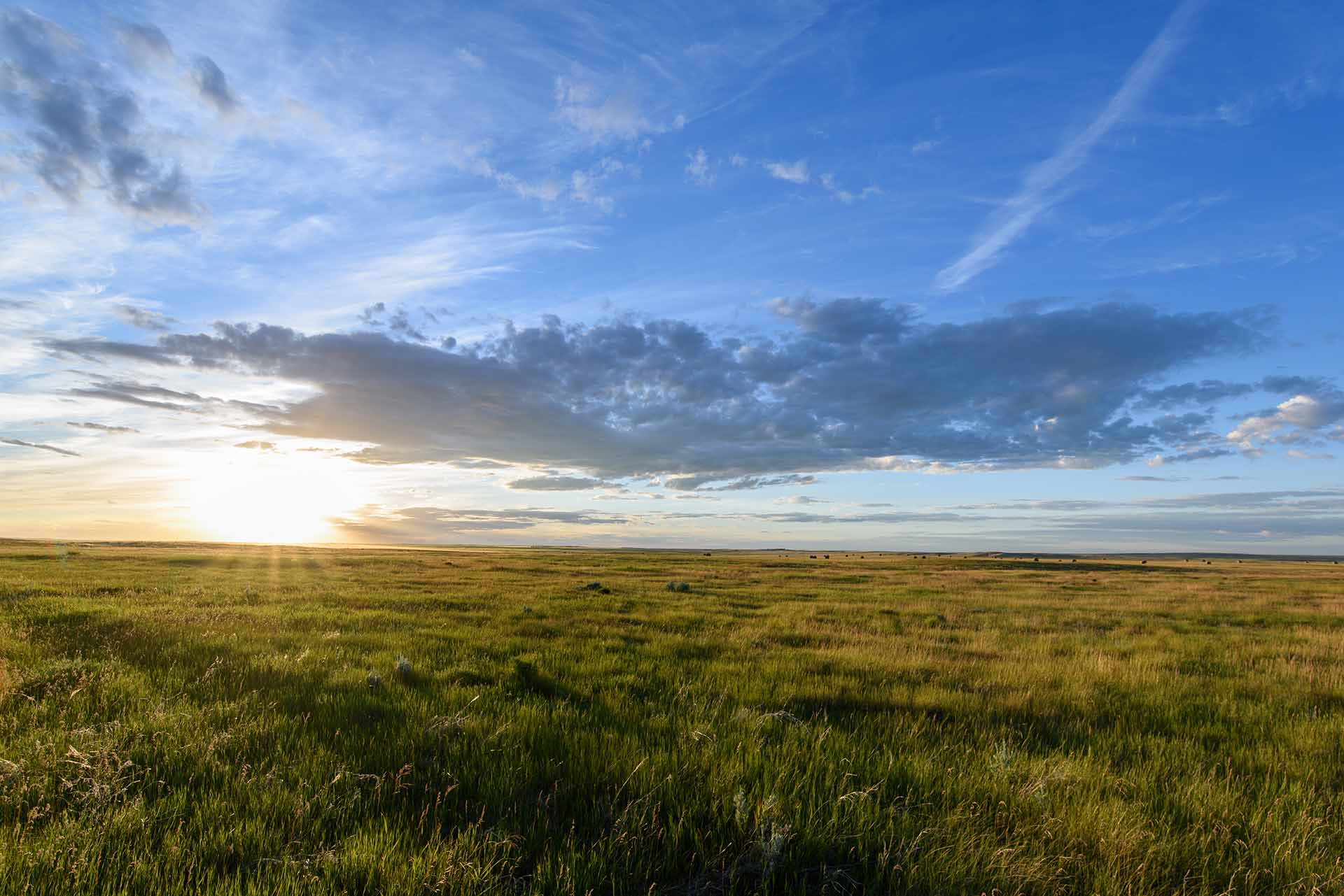 Grassland