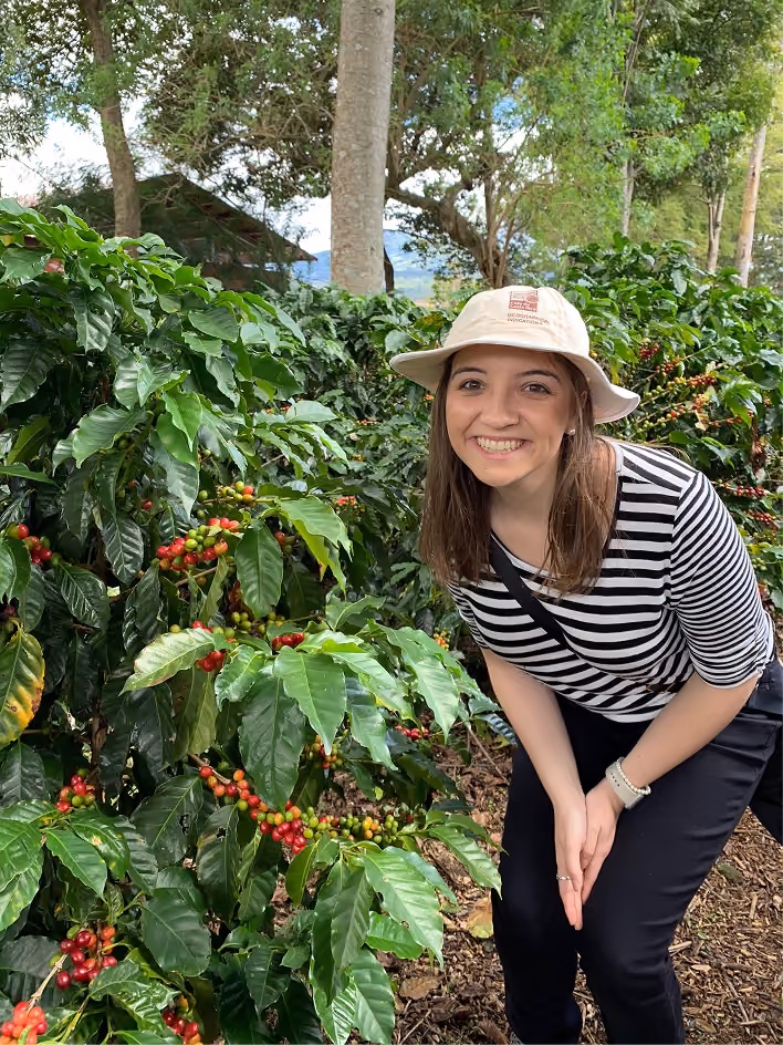 MZB employee among coffee cherry trees at the Kauai Coffee estate