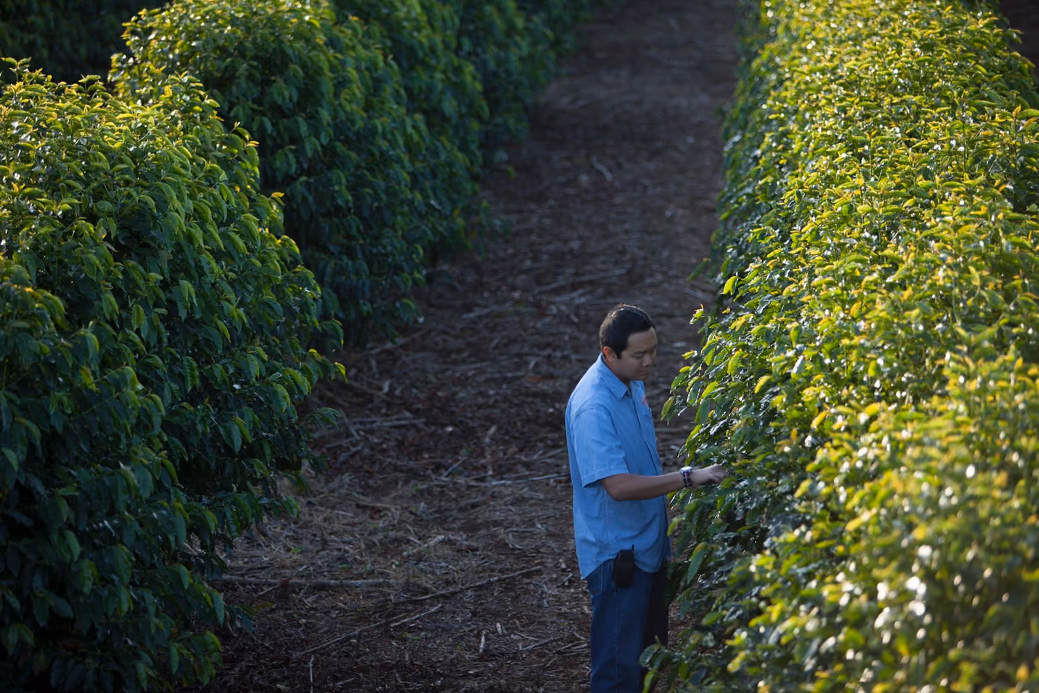 A Kauai Coffee worker inspecting coffee trees in the field