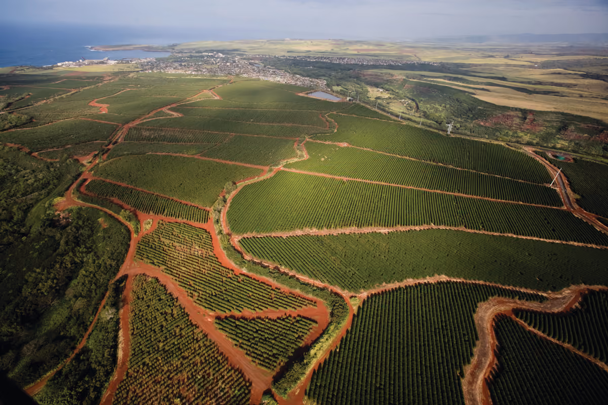 An aerial view of the Kauai Coffee estate's rows of coffee trees