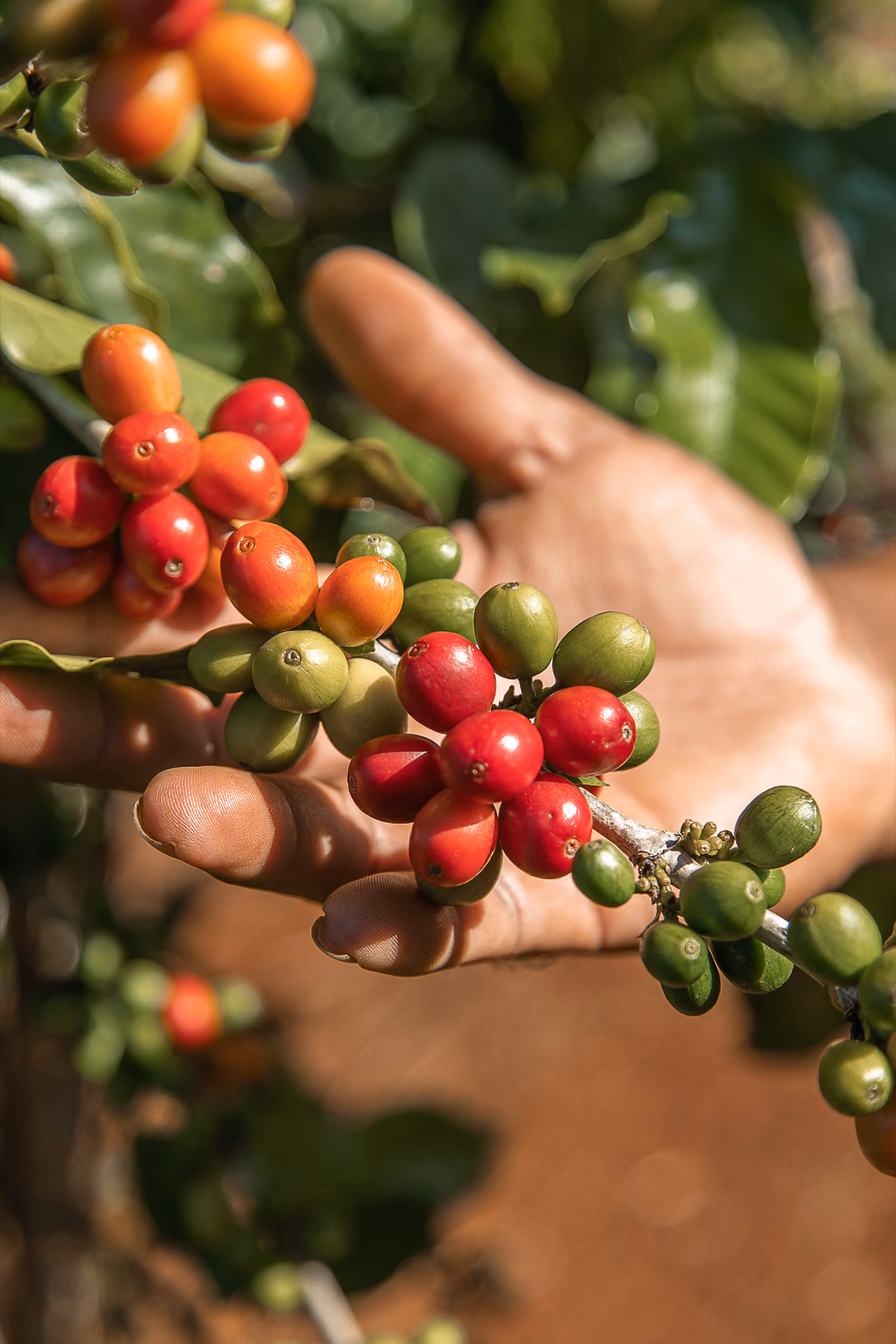 Kauai Coffee Company's coffee farm
