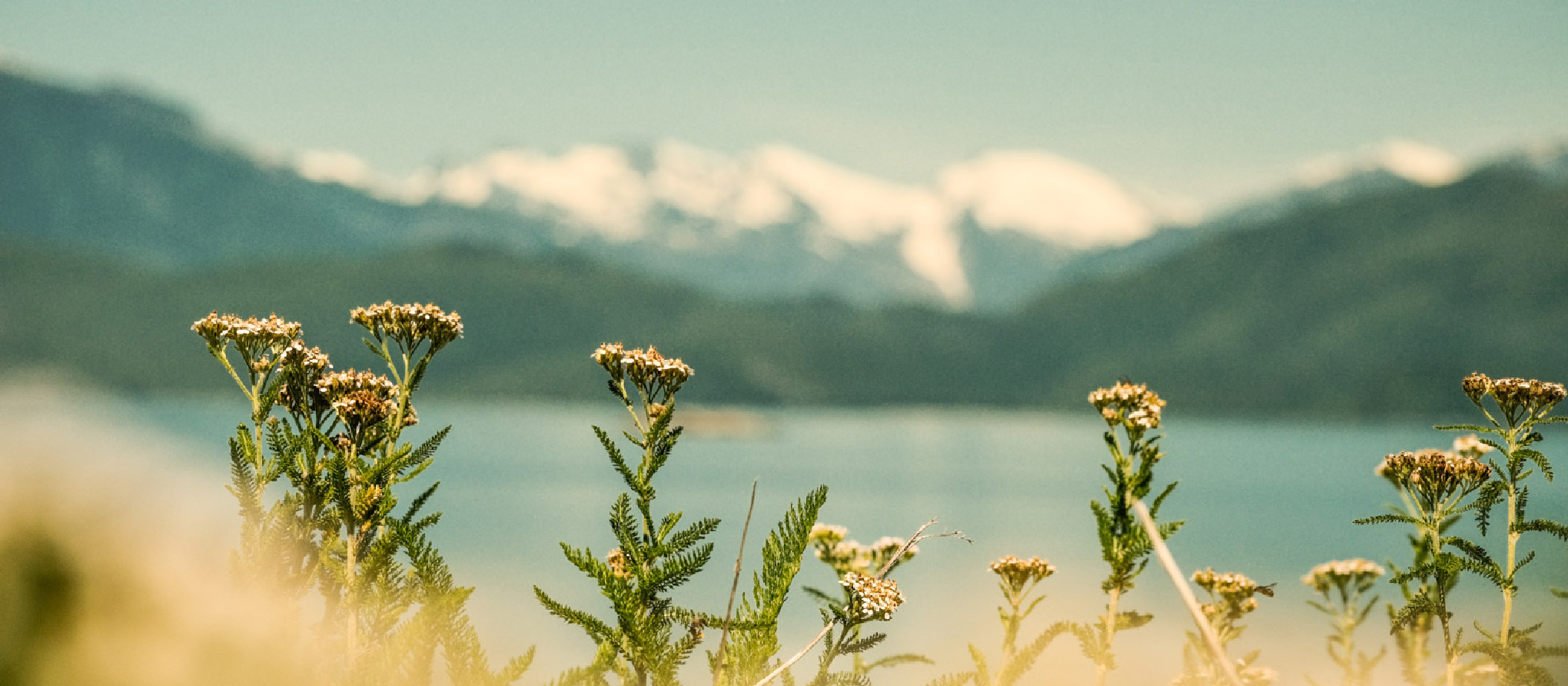 Wildflowers in front of a mountain lake on a Fjord Expeditions trip in British Columbia