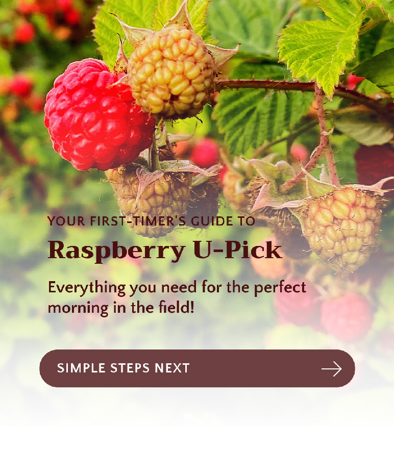 Raspberry u-pick guide social post for Prairie Grove Acres