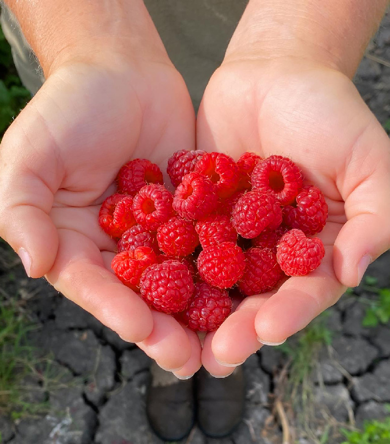 A handful of fresh raspberries from a Prairie Fruit Growers member farm in Manitoba