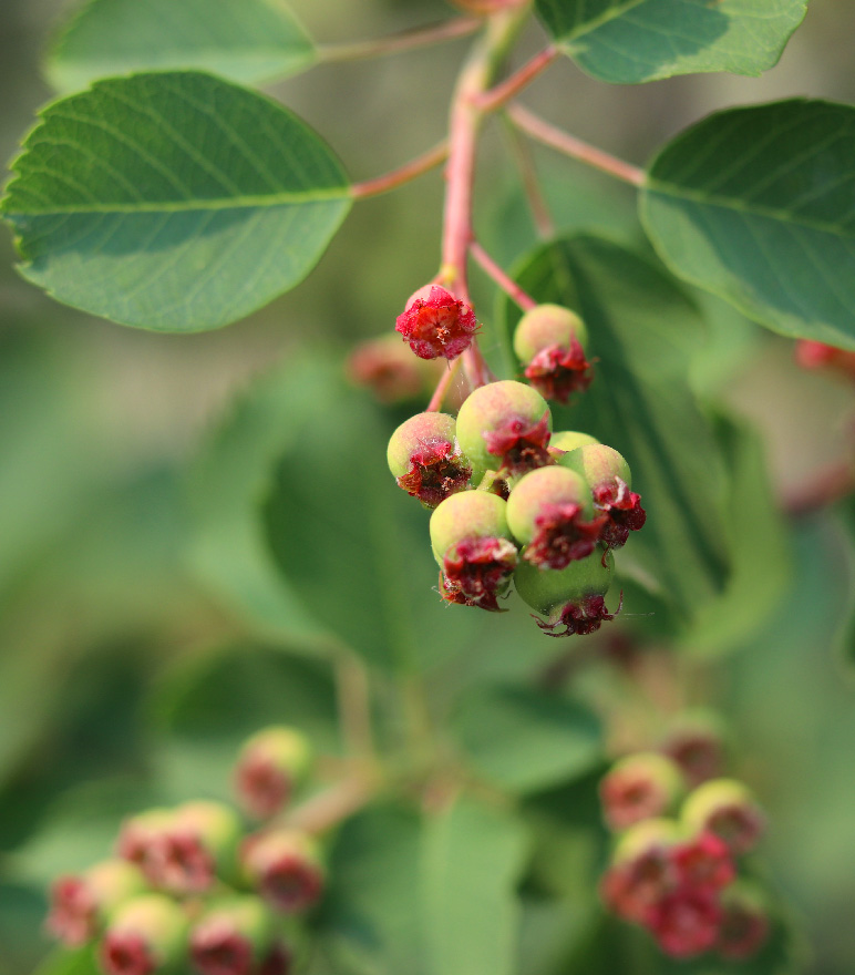 Saskatoon berries ripening on the branch at a Manitoba fruit farm