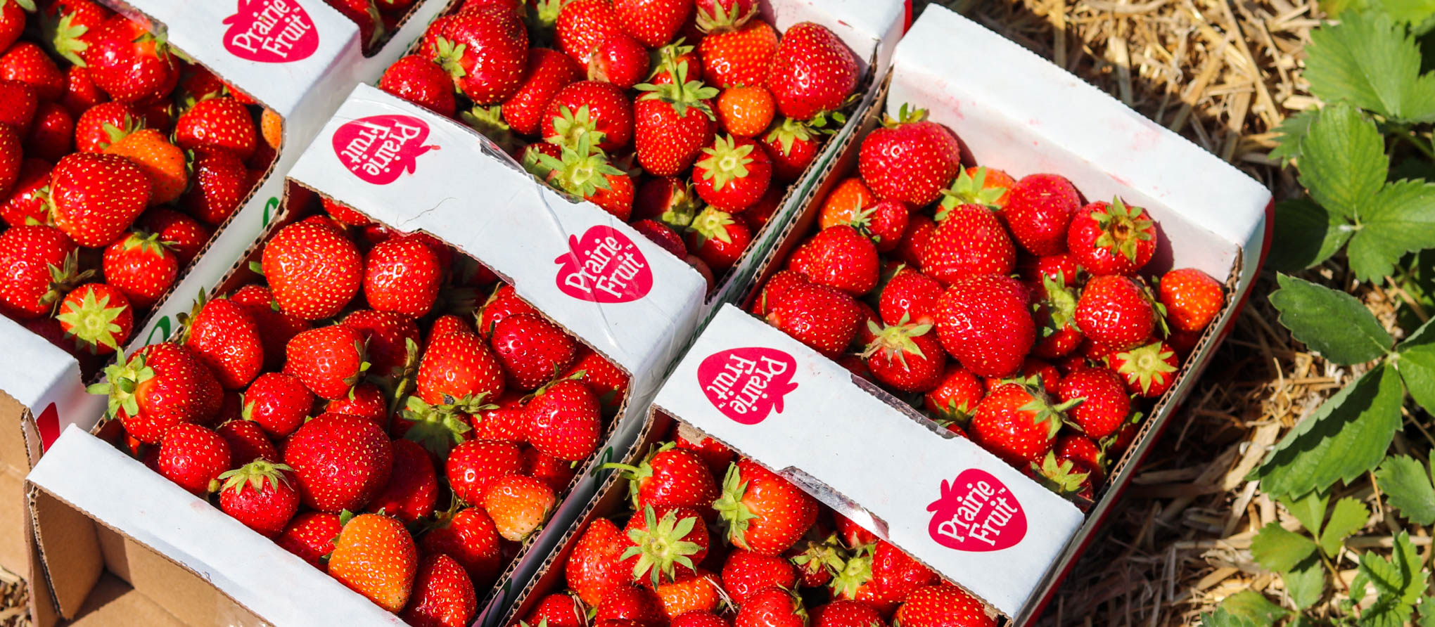 Boxes of fresh-picked strawberries at Cormier's Berry Patch, La Salle, Manitoba