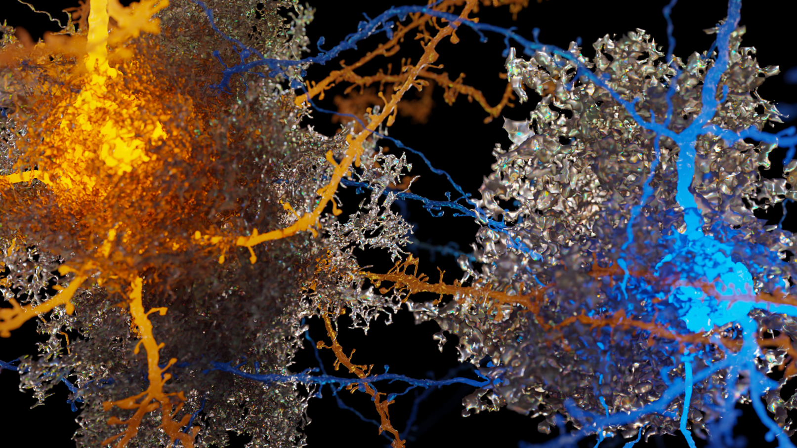 Glowing orange and blue neurons each encompassed by glassy translucent renderings of astrocytes.