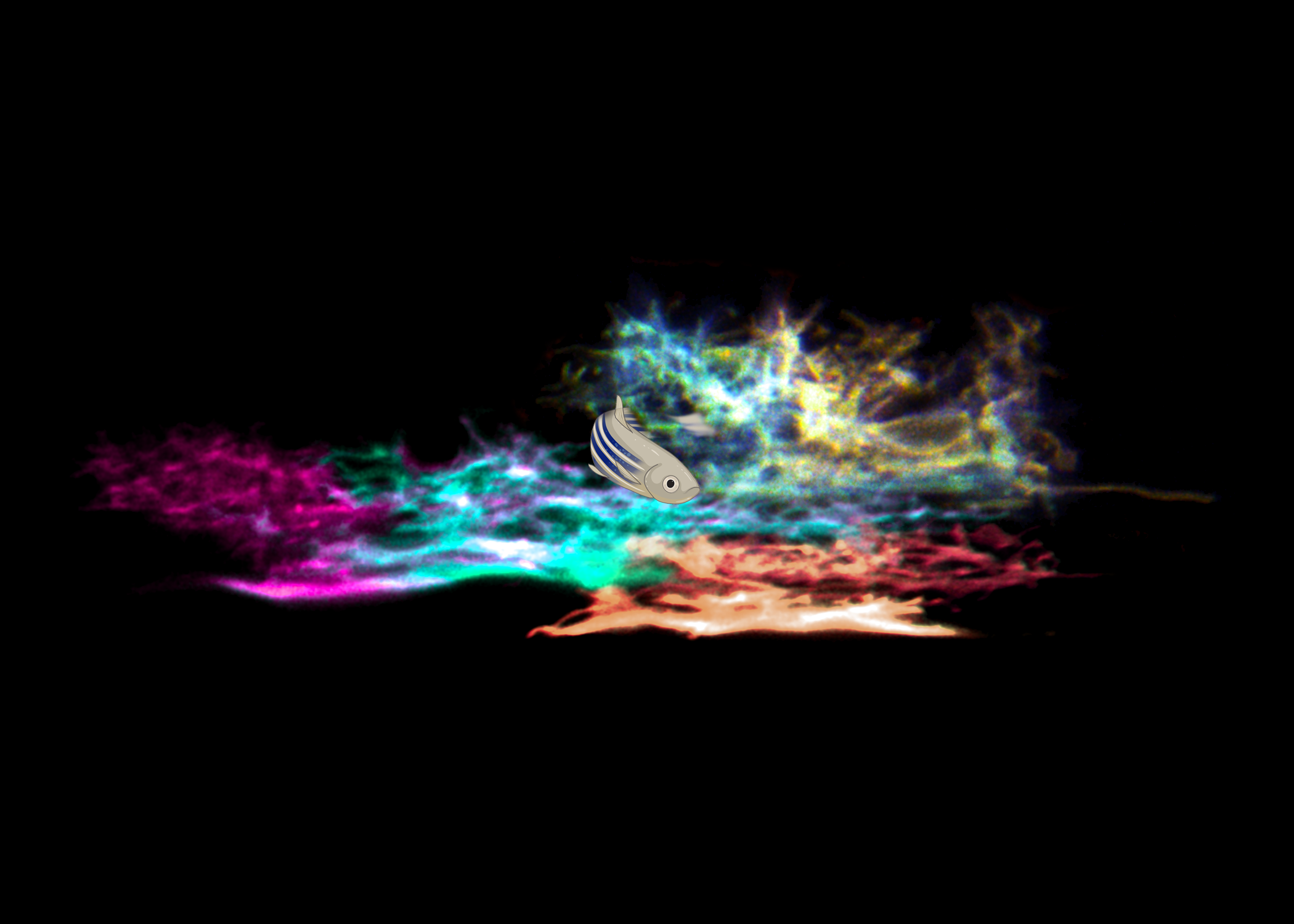 Zebrafish astrocytes imaged in vivo, shown with an adult zebrafish.